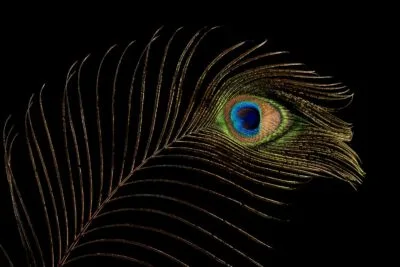 Pauwenveer als eyecatcher - Horizontaal