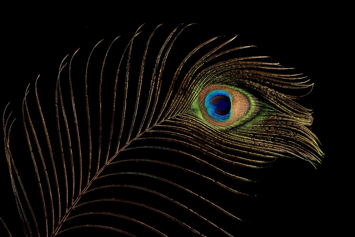 Pauwenveer als Eyecatcher - Horizontaal (Art Frame)