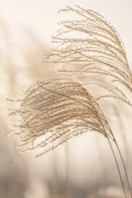 Riet pluimen in zacht licht Riet pluimen in zacht licht
