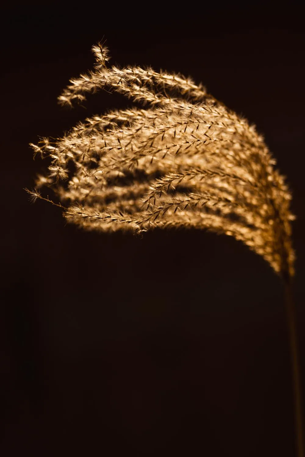Rietpluim in goud zonlicht