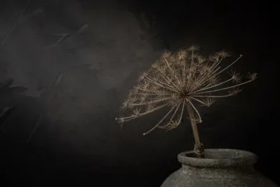 Stilleven met grote gedroogde berenklauw Stilleven met grote gedroogde berenklauw