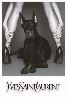 YSL Dog YSL Dog