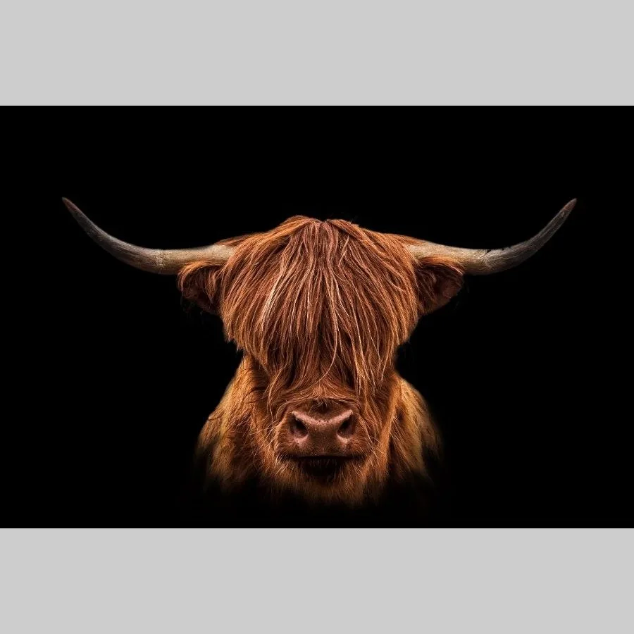 Scottish Highlander Scottish Highlander - Afbeelding 13