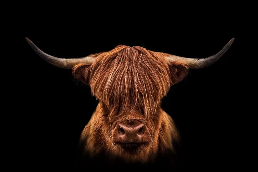 Scottish Highlander Scottish Highlander - Afbeelding 12