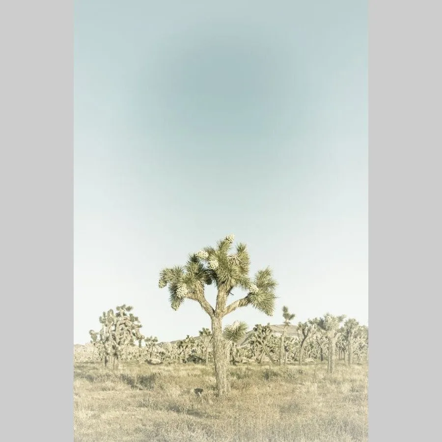 Joshua Tree NP Joshua Tree NP - Afbeelding 2