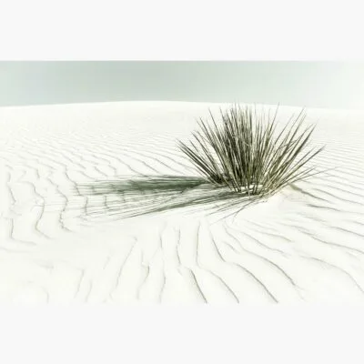 White Sands White Sands