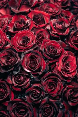 Bed of Roses Bed of Roses