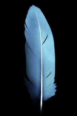 Blue feather Blue feather