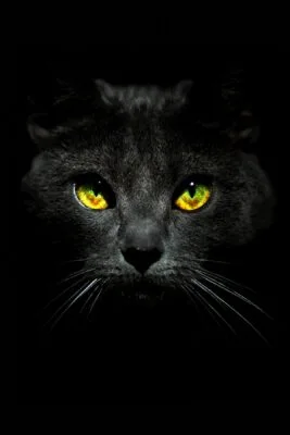 Cat on black