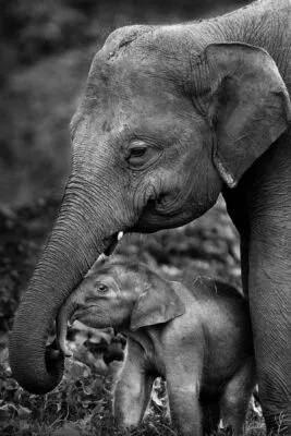 Elephant love