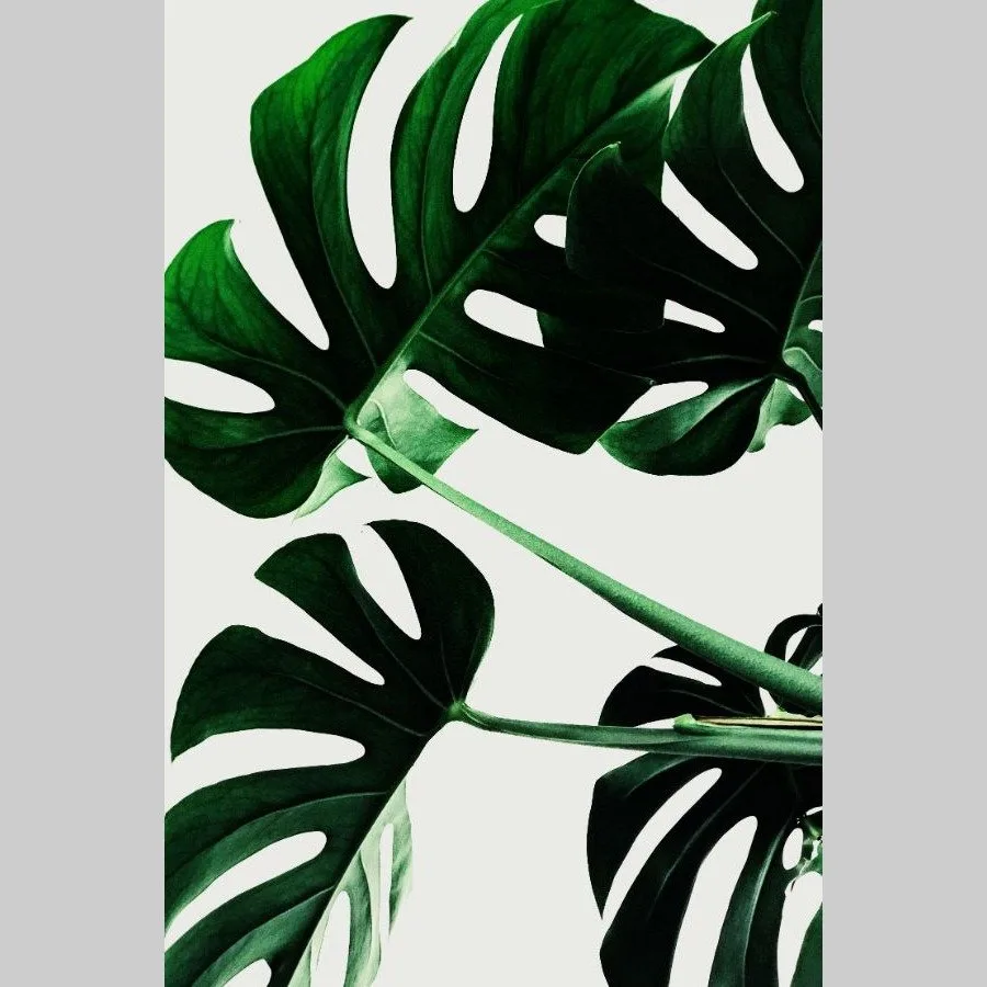 Monstera Monstera - Afbeelding 13