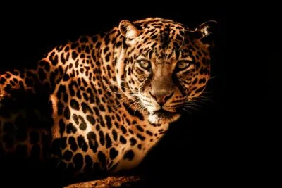 Leopard on black