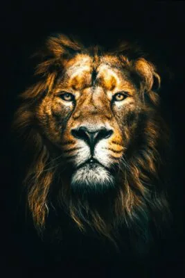 Lion head on black Lion head on black