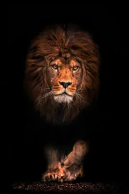Lion spotlight Lion spotlight