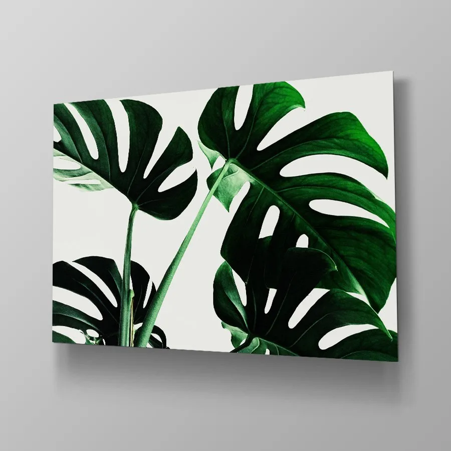 Monstera Monstera - Afbeelding 2