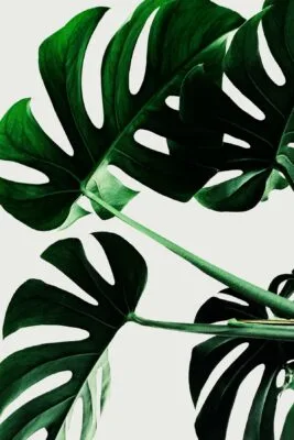 Monstera
