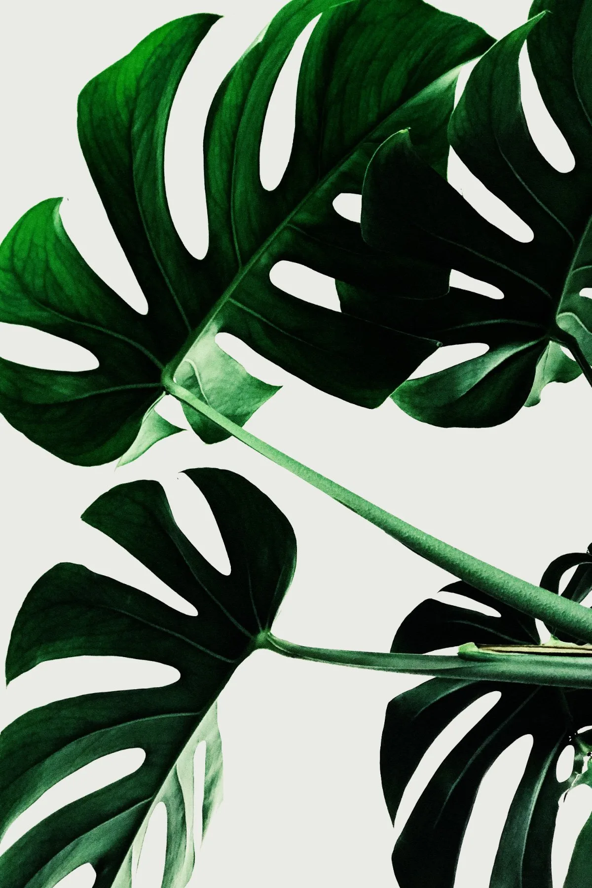 Monstera Monstera