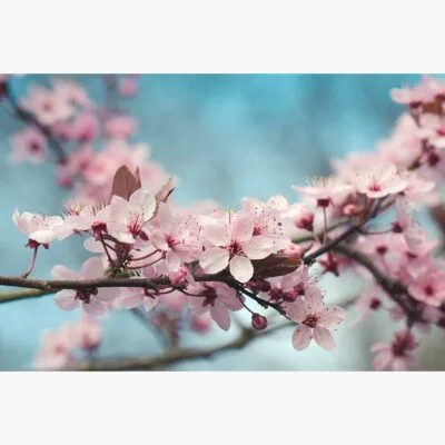 Spring Blossom Spring Blossom