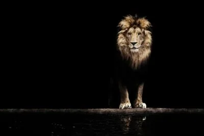 Standing lion Standing lion