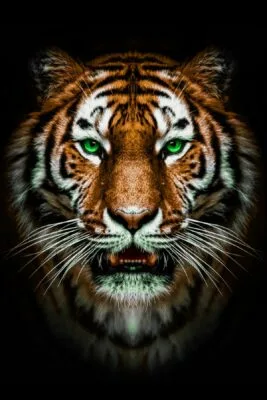Tiger on black