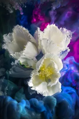 White Tulips White Tulips