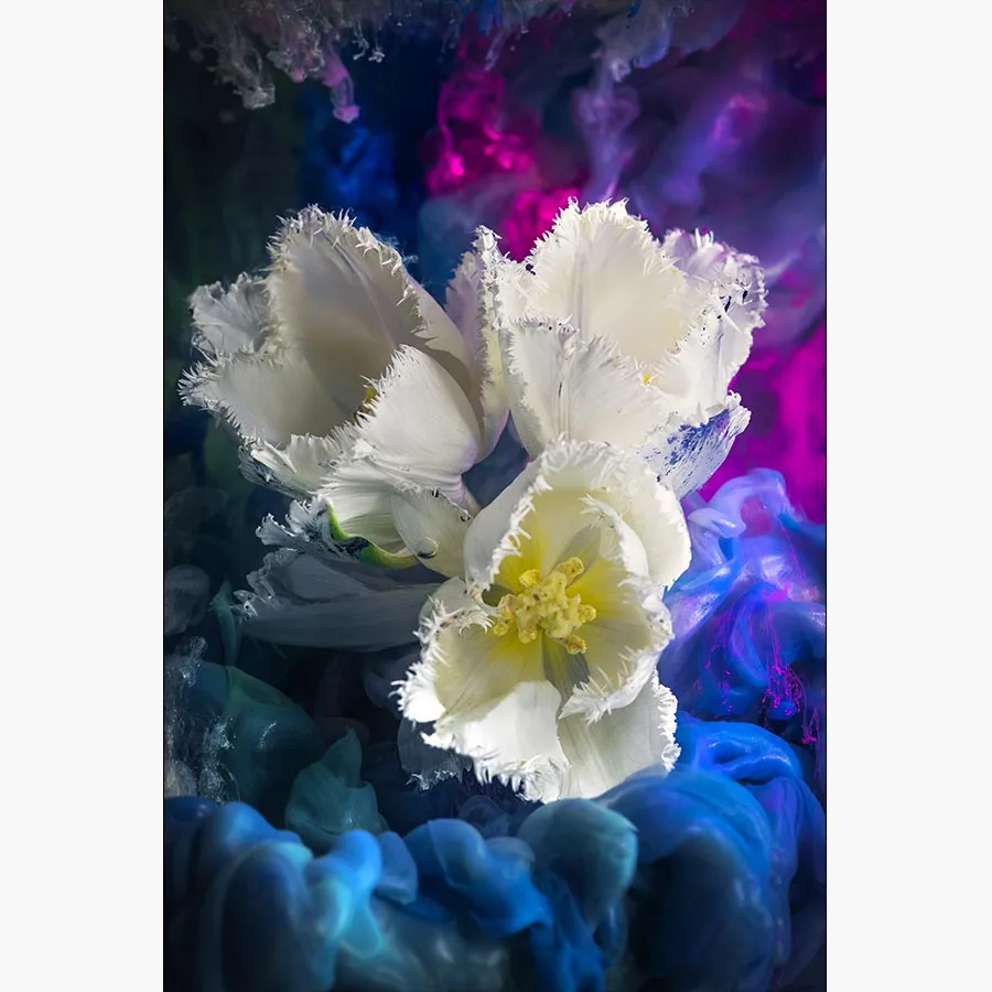 White Tulips - Afbeelding 10