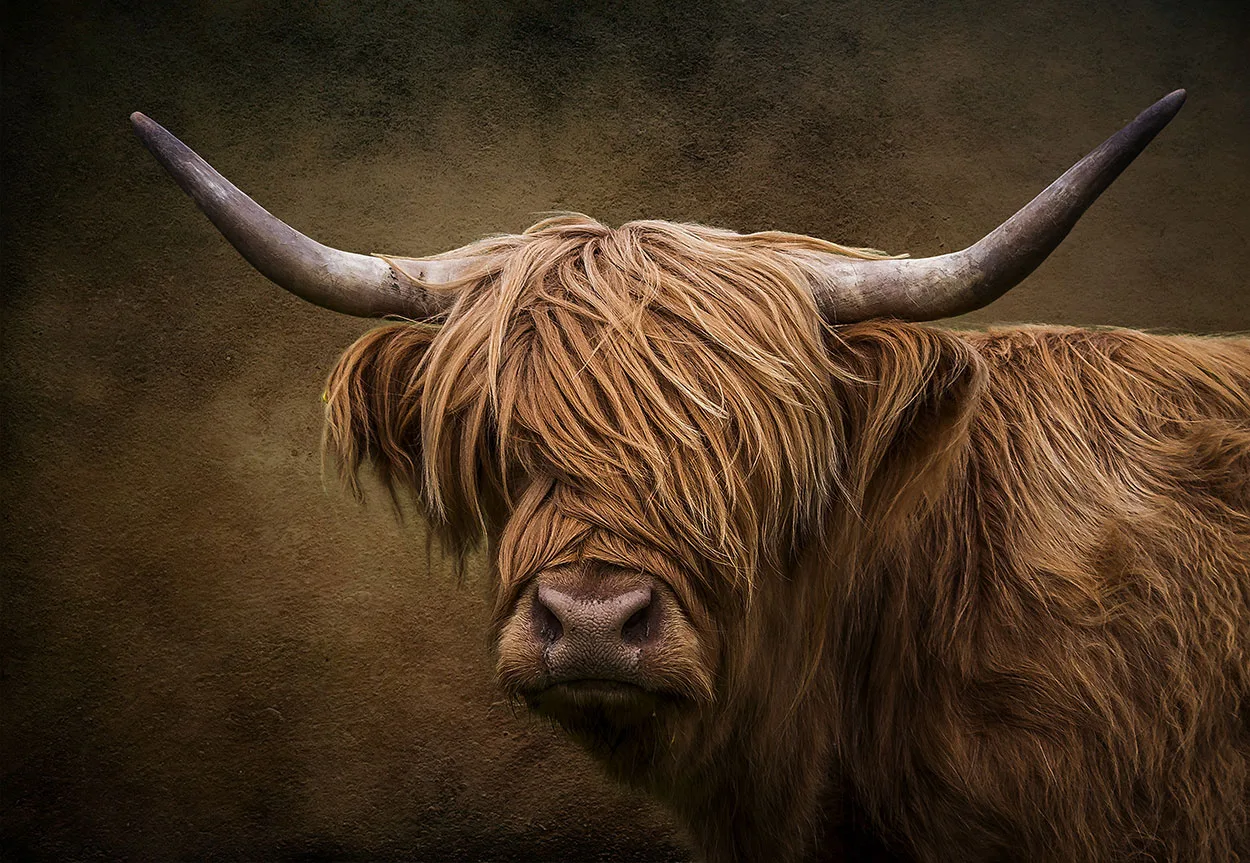 De Schotse Hooglander