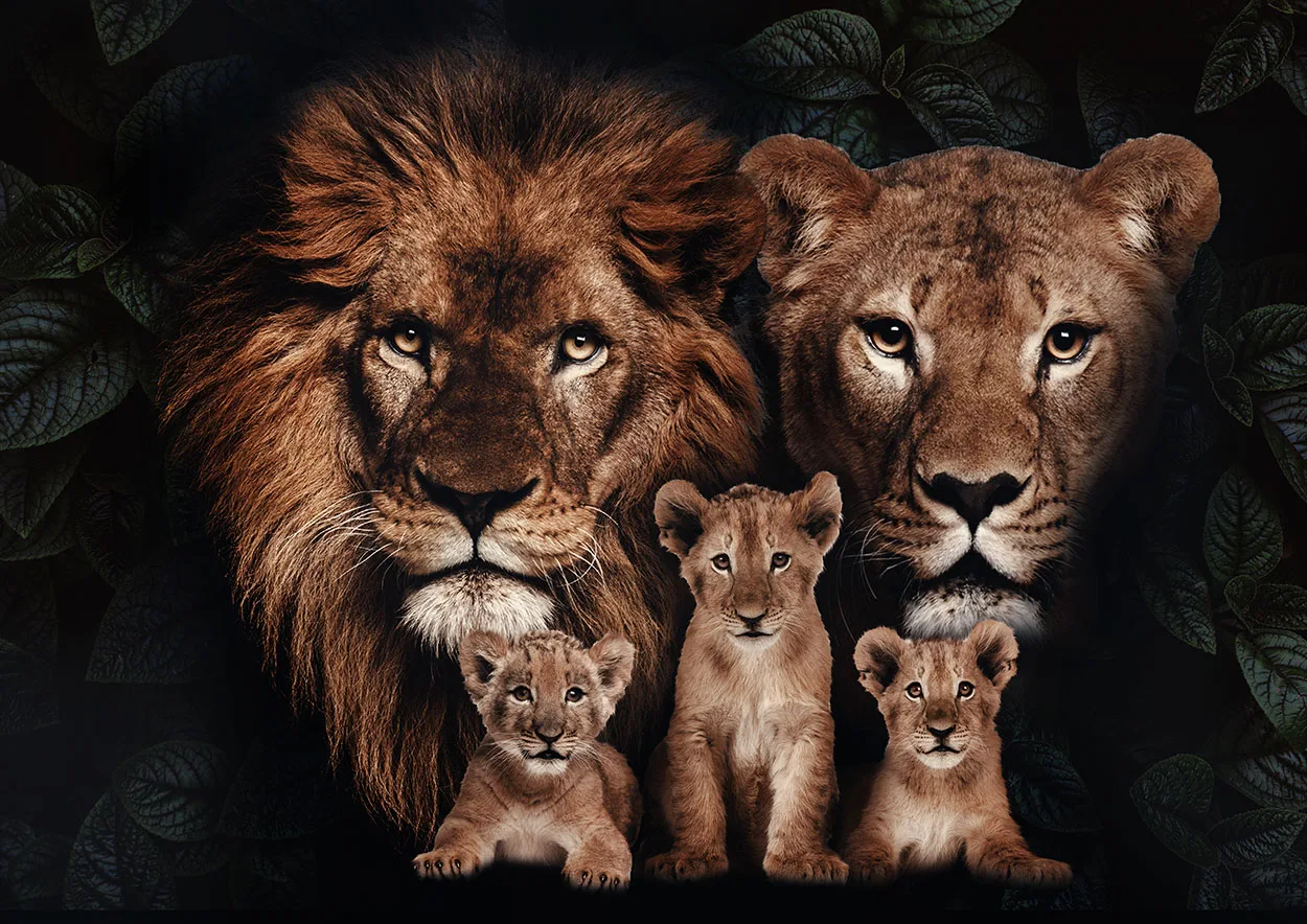 Lion Family of 5