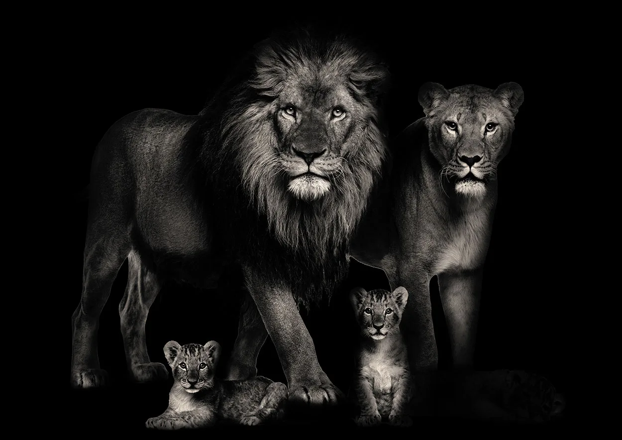 Lions with 2 Cubs Black White