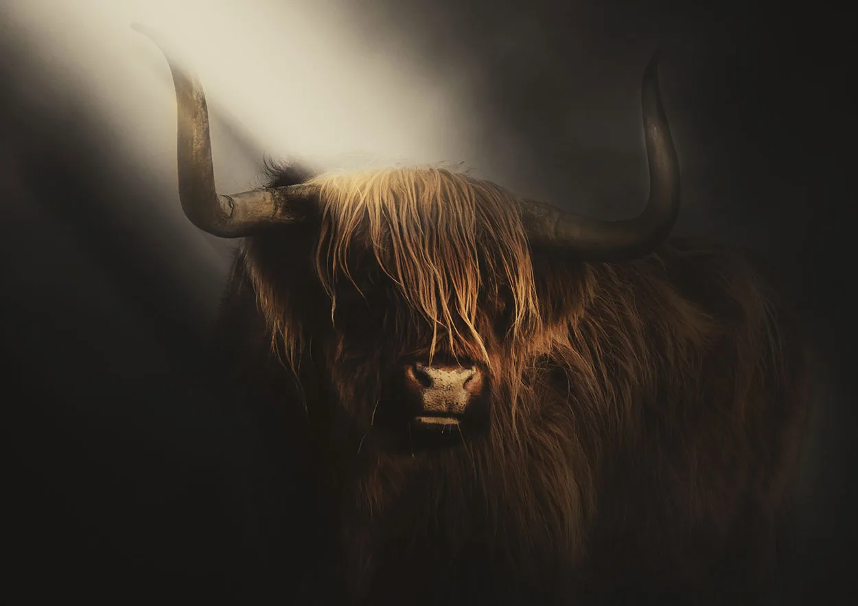 Schotse Hooglander Spotlight Schotse Hooglander Spotlight