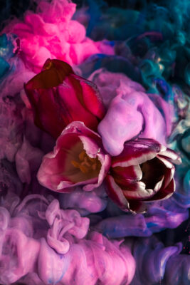 Tulips Under Water (Art Frame)